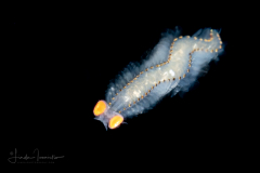 Pelagic Worm - Phyllodocidae Family - Alciopini Tribe