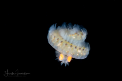 Pelagic Worm - Phyllodocidae Family - Alciopini Tribe