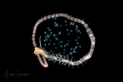Pelagic Worm - Phyllodocidae Family - Alciopini Tribe - Unknown behavior - Possibly eating sea angel eggs (Pteropoda) or brooding its own eggs