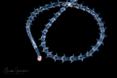 Pelagic Worm - Phyllodocidae Family - Alciopini Tribe
