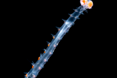 Pelagic Worm - Phyllodocidae Family - Alciopini Tribe