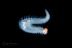 Pelagic Worm - Phyllodocidae Family - Alciopini Tribe