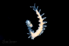 Alciopini  Worm - Phyllodocidae Family -  Ctenophoricola species