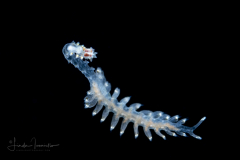 Alciopini  Worm - Phyllodocidae Family -  Ctenophoricola species