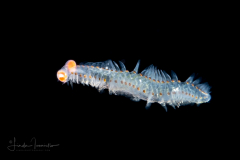 Pelagic Worm - Phyllodocidae Family - Alciopini Tribe