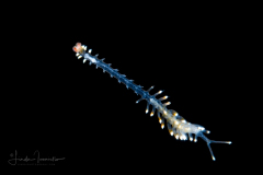 Alciopini  Worm - Phyllodocidae Family -  Ctenophoricola species