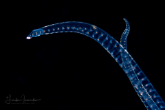 Pelagic Worm - Phyllodocidae Family - Alciopini Tribe