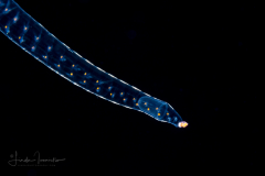Pelagic Worm - Phyllodocidae Family - Alciopini Tribe