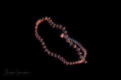 Pelagic Worm - Phyllodocidae Family - Alciopini Tribe