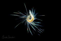 Polychaete Worm - Spionidae Family
