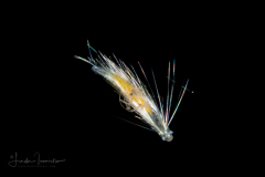 Polychaete Worm - Spionidae Family