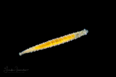 Polychaete Worm - Spionidae Family