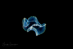 Polychaete Worm - Mitraria Larva ??
