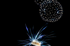Polychaete Worm - Spionidae Family - With a Radiolarian Colony
