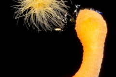 Priapulida Worm with Cyanobacteria - Trichodesmium sp. - Sea Straw
