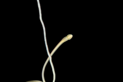Ribbon Worm - Nemertea