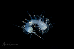 Scale Worm - Polynoidae Family