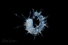 Scale Worm - Polynoidae Family