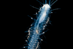 Scale Worm - Polynoidae Family