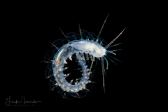 Scale Worm - Polynoidae Family