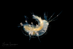 Scale Worm - Polynoidae Family