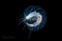 Scale Worm - Polynoidae Family