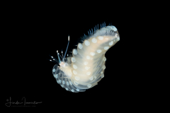 Scale Worm - Polynoidae Family
