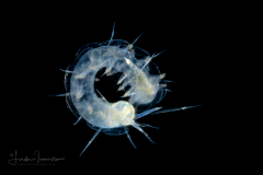 Scale Worm - Polynoidae Family