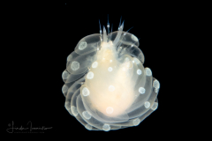 Scale Worm - Polynoidae Family