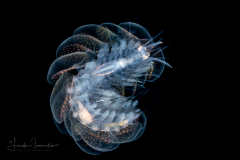 Scale Worm - Polynoidae Family