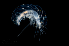 Scale Worm - Polynoidae Family