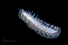Scale Worm - Polynoidae Family