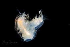 Scale Worm - Polynoidae Family ?