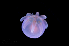 Young Cerinula Stage Tube Anemone Larva - Ceriantharia