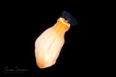 Sea Anemone Planula Larva - Cnidaria - Actiniaria - Tentatively Telmatactis species - Preying on Chaetognath
