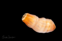 Sea Anemone Planula Larva - Cnidaria - Actiniaria - Tentatively Telmatactis species - Preying on Chaetognath