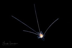 Sea Urchin - Eechinoderm - Echinoidea - Cidaridae Family, possibly Eucidaris species