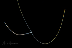 Shovel-Head Worm - Polychaeta - Magelonidae Family - Magelona species