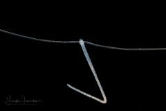 Shovel-Head Worm - Polychaeta - Magelonidae Family - Magelona species
