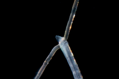 Shovel-Head Worm - Polychaeta - Magelonidae Family - Magelona species