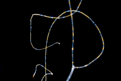 Shovel-Head Worm - Polychaeta - Magelonidae Family - Magelona species