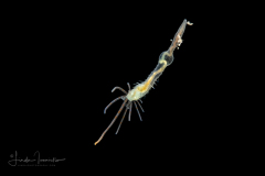 Spaghetti Worm - Terebellidae Family - Juvenile
