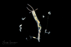 Spaghetti Worm - Terebellidae Family - Juvenile