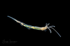 Spaghetti Worm - Terebellidae Family - Juvenile