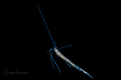 Spaghetti Worm - Terebellidae Family - Juvenile