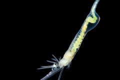 Spaghetti Worm - Terebellidae Family - Juvenile
