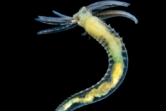 Spaghetti Worm - Terebellidae Family - Juvenile