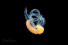 Epitoke Worm - Syllidae Family - Spawning