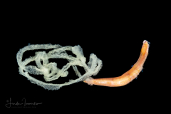 Epitoke Worm - Syllidae Family - Spawning
