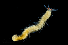 Epitoke Worm - Syllidae Family - probably Eusyllinae Subfamily